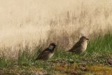 20090410_Spaanse Mus3_Eemshaven